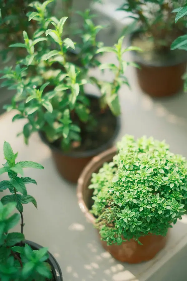 TCM FAQ Herbs in pots